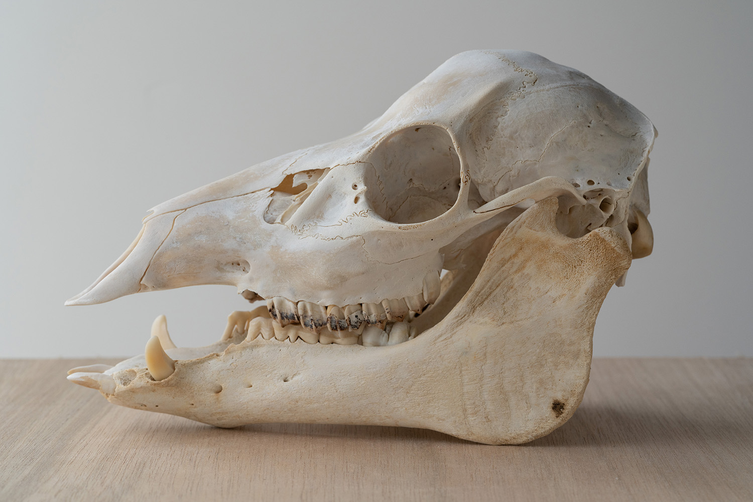 したオスイ 猪の頭蓋骨 KSAV3-m94049729050 したオスイ