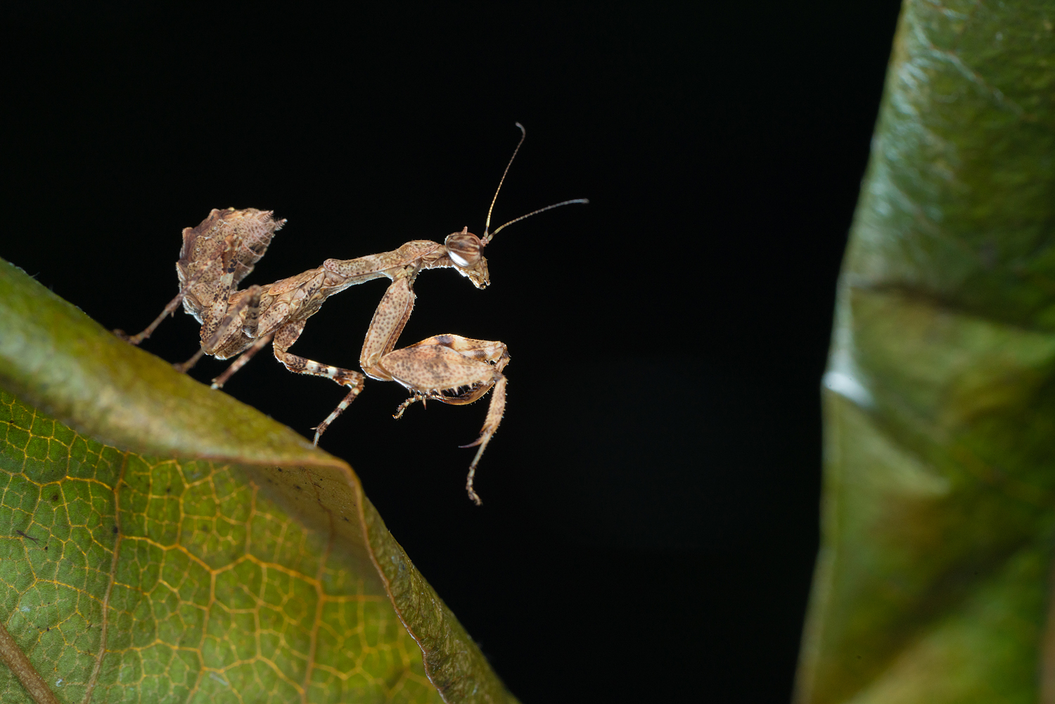 夜の虫さがしとライティングの練習 サツマヒメカマキリ 南四国の自然誌